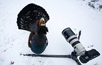 Male Capercaillie (Tetrao urogallus) displaying in front of camera in a wintry pine forest, Cairngorms National Park, Scotland, February 2009 WWE BOOK, WWE OUTDOOR EXHIBITION.
