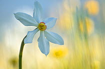Poet's daffodil (Narcissus poeticus) in flower, Sibillini NP, Italy, May 2009 WWE BOOK. WWE INDOOR EXHIBITION