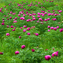 Common peony (Paeonia officinalis) flowers in a meadow, Valle de Canatra, Sibillini NP, Italy, May 2009 WWE BOOK