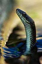 Dice snake (Natrix tesselata) hunting for little fish and tadpoles in a lake, Patras area, Peloponnese, Greece, May 2009 WWE BOOK. WWE INDOOR EXHIBITION