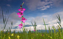 Gladiolus (Gladiolus palustris) flowering in meadow, Liechtenstein, June 2009 WWE BOOK Wild Wonders kids book.