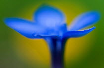 RF- Spring gentian (Gentiana verna) flower, Liechtenstein, June. (This image may be licensed either as rights managed or royalty free.)