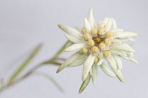 Edelweiss (Leontopodium alpinum) flower, Liechtenstein, July 2009 WWE BOOK