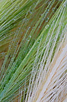 Close-up of dew drops on grass, San Marino, May 2009 WWE BOOK. WWE INDOOR EXHIBITION