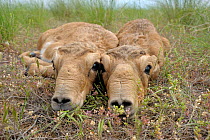 Two newborn Saiga antelope (Saiga tatarica) calves lying on ground, Cherniye Zemli (Black Earth) Nature Reserve, Kalmykia, Russia, May 2009  WWE BOOK.