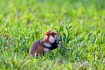 Common hamster (Cricetus cricetus) feeding on plant, Slovakia, Europe, June 2009 WWE BOOK