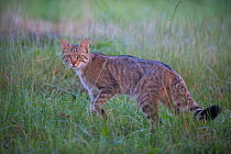Wild cat (Felis silvestris) in grassland, Codrii Forest Reserve, Moldova, June 2009 WWE BOOK. WWE INDOOR EXHIBITION