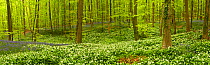 Wild garlic (Allium ursinum) and Bluebell (Hyacinthoides non-scripta / Endymion non-scriptum) carpet in Beech wood, Hallerbos, Belgium, April 2009 WWE BOOK