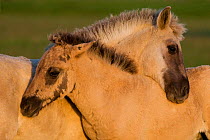 Two Konik horse foals mutual grooming, Oostvaardersplassen, Netherlands, June 2009 WWE BOOK
