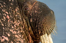 Walrus (Obdobenus rosmarus) close-up of head, Prins Karls Forland, Svalbard, Norway, June 2008 WWE BOOK