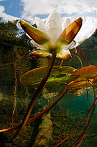 European white water lily (Nymphaea alba) flower in lake, Bohusln, Sweden, August 2008 WWE BOOK