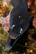 Black moray (Muraena augusti) with mouth open, Pico and Faial, Azores, Portugal, June 2009 WWE BOOK
