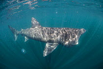Basking shark (Cetorhinus maximus) off the Island of Mull (Coll and Tiree Islands area) Scotland, June 2009  WWE BOOK