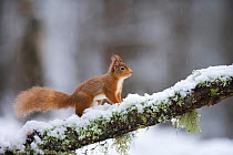 Red squirrel (Sciurus vulgaris) on branch in snow, Glenfeshie, Cairngorms National Park, Scotland, February 2009 WWE BOOK