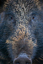 Close up portrait of female Wild boar (Sus scrofa) Alladale, Scotland, July 2009