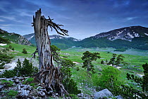 Cuirassed / Bosnian pine (Pinus leucodermis / heldreichii) tree stump on the Piana del Pollino with Serra delle Ciavole (left) and Serra Dolcedorme (right) Pollino National Park, Italy, May 2009 WWE B...