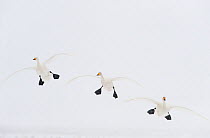 Three Whooper swans (Cygnus cygnus) in flight, Lake Tysslingen, Sweden, March 2009 WWE BOOK. WWE INDOOR EXHIBITION