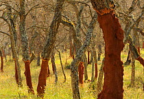 Cork oak tree (Querus suber) trunks with bark harvested, Aggius, Sardinia, Italy, June 2008 WWE BOOK Wild Wonders kids book.