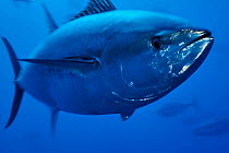 Atlantic bluefin tuna (Thunnus thynnus) portrait, captive, Malta, Mediteranean, May 2009  WWE BOOK