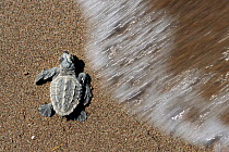 Newly hatched Loggerhead turtle (Caretta caretta) at sea edge, Dalyan Delta, Turkey, July 2009 WWE BOOK. WWE INDOOR EXHIBITION