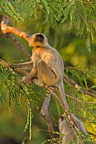 Southern plains grey / Hanuman langur {Semnopithecus dussumieri} climbing tree, Bandhavgarh National Park, Madya Pradesh, India