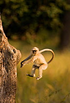 Southern plains grey / Hanuman langur {Semnopithecus dussumieri} jumping towards tree trunk, Bandhavgarh National Park, Madya Pradesh, India