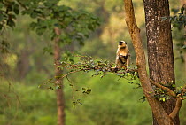 Southern plains grey / Hanuman langur {Semnopithecus dussumieri} sitting in tree, Bandhavgarh National Park, Madya Pradesh, India