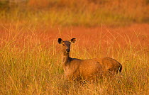 Indian sambar deer (Cervus unicolor) standing in grassland, Bandhavgarh National Park, Madhya Pradesh, India