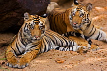 Portrait of two juvenile Bengal tigers resting (Panthera tigris tigris) Bandhavgarh National Park, Madhya Pradesh, India