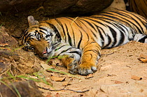 Juvenile Bengal tiger  (Panthera tigris tigris) lying on ground, Bandhavgarh National Park, Madhya Pradesh, India
