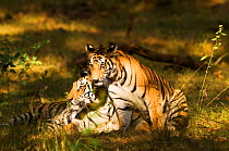 Juvenile Bengal tiger (Panthera tigris tigris) and mother, sitting in dappled sunlight, Bandhavgarh National Park, Madhya Pradesh, India
