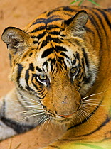 Head portrait of Bengal tiger (Panthera tigris tigris) viewed from an elephant, Bandhavgarh National Park, Madhya Pradesh, India