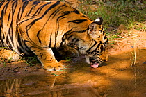 Bengal tiger (Panthera tigris tigris) drinking from shallow pool, Bandhavgarh National Park, Madhya Pradesh, India