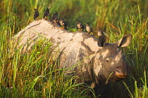 Indian rhinoceros (Rhinoceros unicornis) covered in mud in long grass, with Mynah birds (Acridotheres sp) perched along its back, Kaziranga NP, Assam, India