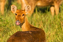 Portrait of Barasingha / Swamp deer (Cervus duvauceli) with head turned towards camera, Kaziranga National Park, Assam, India