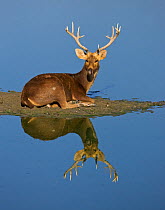 Portrait of Barasingha / Swamp deer (Cervus duvauceli) stag, lying at water's edge, with reflections, Kaziranga National Park, Assam, India