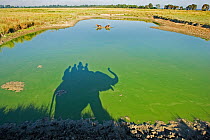 Shadow of trained Indian elephant (Elephas maximus) carrying wildlife watchers, in green pool of water, with Barasingha / Swamp deer (Cervus duvaucel) Kaziranga National Park, Assam, India, November 2...