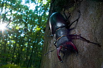 Male Stag beetle {Lucanus cervus} tree trunk, Codrii Reserve, Central Moldova, June 2009 WWE OUTDOOR EXHIBITION.