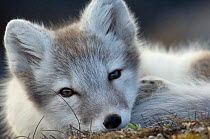 Arctic fox (Alopex lagopus) portrait, Trygghamna, Svalbard, Norway, July 2008. BOOK & WWE OUTDOOR EXHIBITION. Wild Wonders kids book.