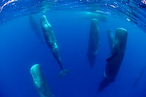 Sperm whales (Physeter macrocephalus) resting, Pico, Azores, Portugal, June 2009. BOOK & WWE OUTDOOR EXHIBITION.