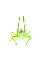 Male Great green bush cricket (Tettigonia viridissima) Fliess, Naturpark Kaunergrat, Tirol, Austria, July 2008 WWE OUTDOOR EXHIBITION. (This image may be licensed either as rights managed or royalty f...