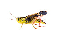 Male Grasshopper (Arcyptera fusca) Fliess, Naturpark Kaunergrat, Tirol, Austria, July 2008 WWE OUTDOOR EXHIBITION.