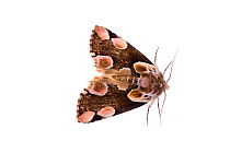Peach blossom moth (Thyatria batis) Fliess, Naturpark Kaunergrat, Tirol, Austria, July 2008  WWE OUTDOOR EXHIBITION.