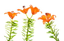 Orange / Fire lily (Lilium bulbiferum) flowers, Fliess, Naturpark Kaunergrat, Tirol, Austria, July 2008, digital composite WWE OUTDOOR EXHIBITION. (This image may be licensed either as rights managed...