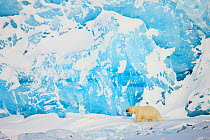 Polar bear (Ursus maritimus) in front of glacier, Spitsbergen, Svalbard, Norway, March 2009. BOOK & WWE OUTDOOR EXHIBITION. Wild Wonders kids book.