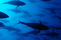 Atlantic bluefin tuna (Thunnus thynnus) shoal, captive, Malta, Mediteranean, May 2009 WWE  BOOK & OUTDOOR EXHIBITION. PRESS IMAGE.
