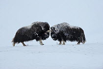 Two Muskox (Ovibos moschatus) face to face, Dovrefjell National Park, Norway, February 2009