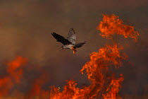 Male Red footed falcon (Falco vespertinus) hunting over burning steppe fields, Bagerova Steppe, Kerch Peninsula, Crimea, Ukraine, July 2009 WWE OUTDOOR EXHIBITION.
