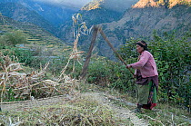 Woman of the Tamang ethnic group, Tamang heritage trail, harvesting or 'threshing' beans. Gadlang, Langtang region, Nepal. November 2009
