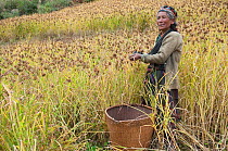 Woman working in fields harvesting millet. Tamang ethnic group, Tamang heritage trail, Thuman, Langtang region, Nepal. November 2009